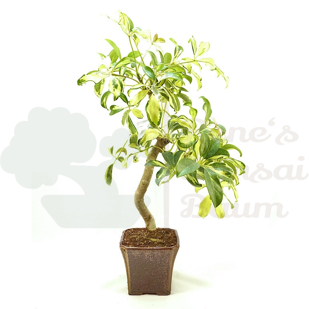 Gelbbunte Strahlenaralie 'Schefflera arboricola'